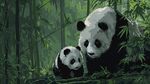 竹林中的熊猫母子