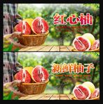 柚子