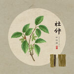 杜仲植物插画