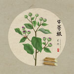牛蒡根 