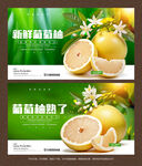 葡萄柚海报