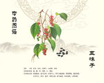 五味子中药材五味子