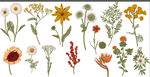手绘花卉植物图案集合