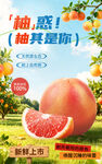 红西柚海报