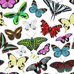 多彩蝴蝶图案背景