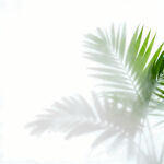 雾气磨砂膜效果绿植贴图