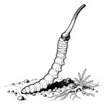 冬虫夏草 线稿矢量图