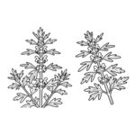 益母草 线稿矢量图