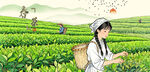 茶园采茶女新茶春茶