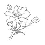 手绘花卉线条图 矢量图