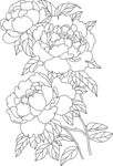 牡丹花卉线稿图案设计 矢量图