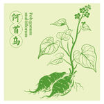 何首乌中药材草本植物插画图