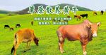 草原散养黄牛