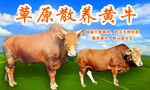 草原散养黄牛