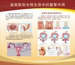 盆底肌在女性生活中的重要作用 