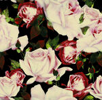 粉色玫瑰花图案