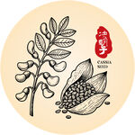 决明子植物手绘插画