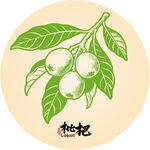 手绘枇杷枝叶图