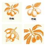 手绘枇杷插画图案