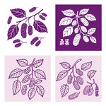 紫色桑葚水果图案设计素材