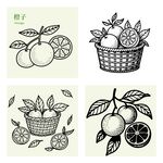 手绘柑橘类水果插画素材