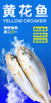 黄花鱼 
