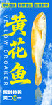黄花鱼 