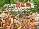 云南野生菌