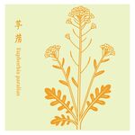 葶苈清新手绘植物花卉图案