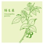 锡生藤植物手绘图