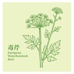 毒芹植物插画