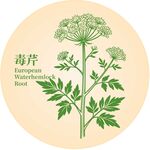毒芹植物插画