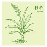 杜若植物手绘图