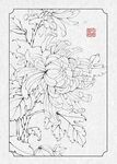 工笔菊花花卉线稿图