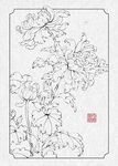 菊花白描图