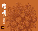 核桃插画