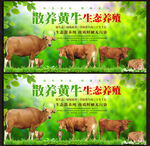 散养黄牛展板