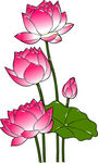 三朵绽放的美丽粉色荷花 矢量图
