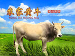 农家黄牛