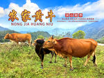 农家黄牛