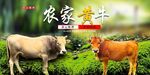  农家黄牛