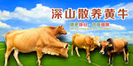 草原散养黄牛