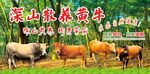 深山散养黄牛