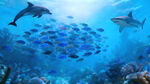 海洋中群鱼与海豚鲨鱼共舞