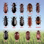 多种甲虫害虫高清展示图