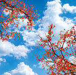 蓝天柿子树软膜灯箱