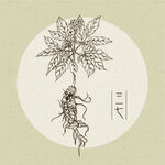 矢量手绘三七插画