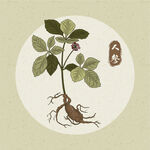 手绘矢量人参植物插画