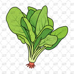 新鲜菠菜插画