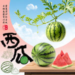  西瓜 
